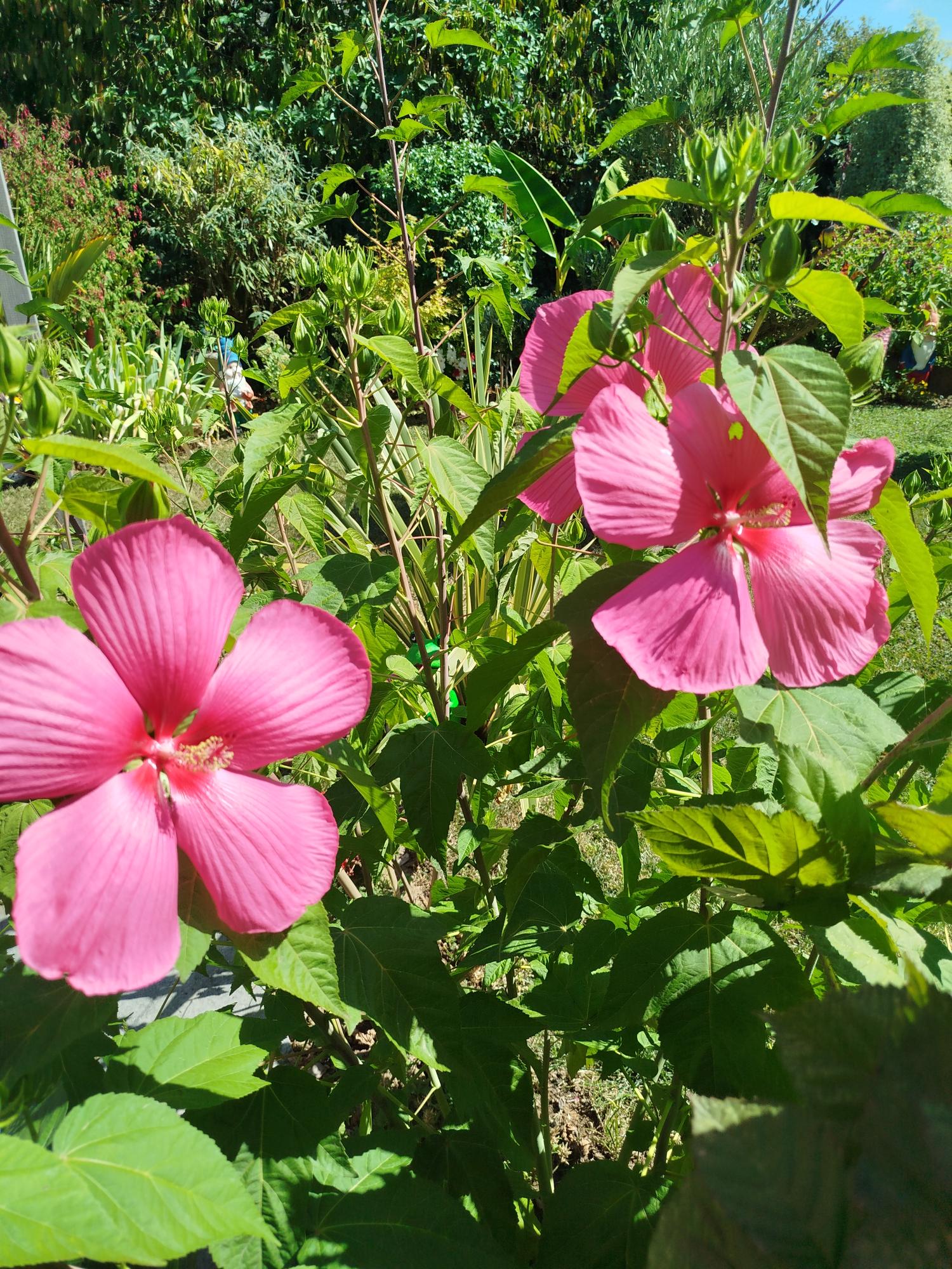 jardin-isa-5.jpeg